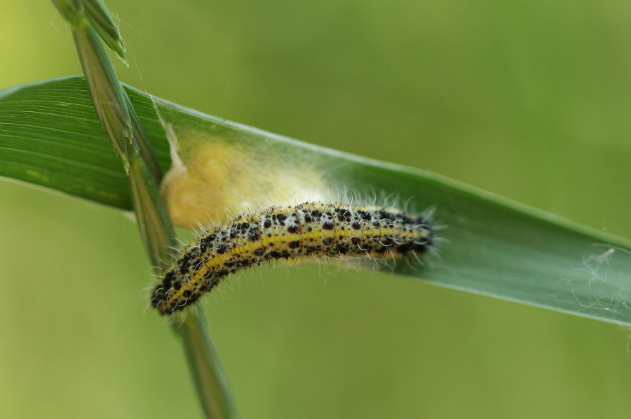 Bozzoli di Braconidae e sfarfallamento